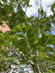 Terminalia tetraphylla