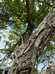 Terminalia tetraphylla
