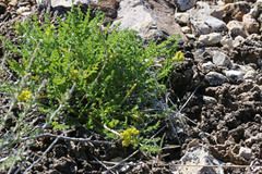 Lomatium grayi grayi