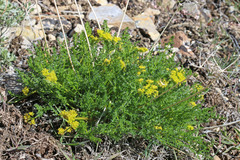 Lomatium grayi grayi