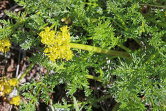 Lomatium grayi grayi