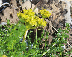 Lomatium grayi grayi