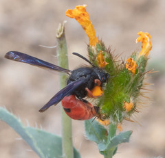 Odynerus margaretellus