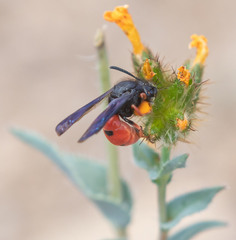 Odynerus margaretellus