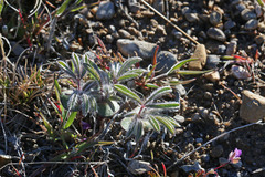Lupinus kingii