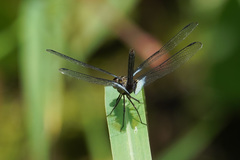 Erythrodiplax kimminsi