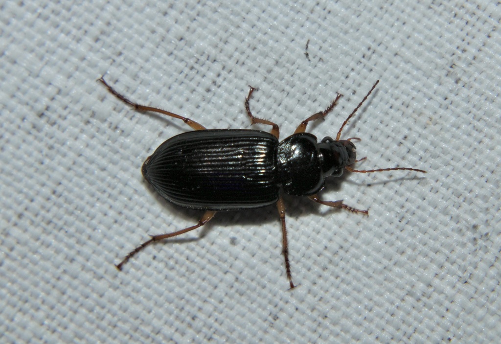 Anisodactylus verticalis from Cross Bend Dr, Arlington, TX, US on 2022년 03월 28일 (월) at 10:47 오후 by Sam Moore... 