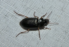 Anisodactylus verticalis