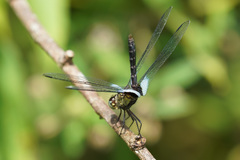 Erythrodiplax kimminsi