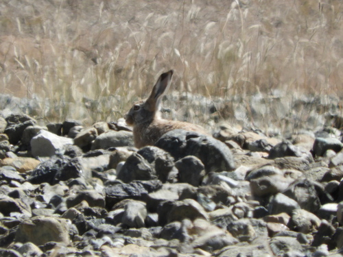 Woolly Hare