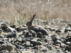 Lepus oiostolus