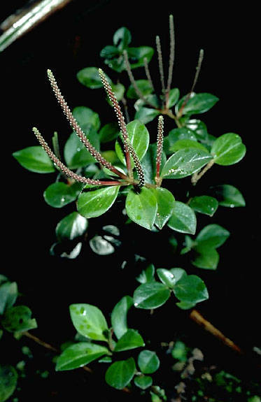 Peperomia hypoleuca