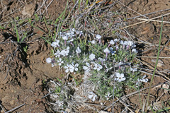 Phlox austromontana