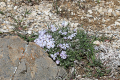 Phlox austromontana