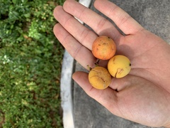 Garcinia brasiliensis