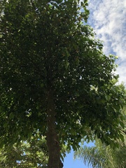 Garcinia brasiliensis