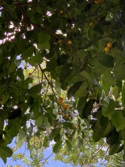 Garcinia brasiliensis