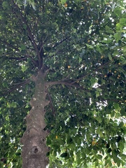 Garcinia brasiliensis