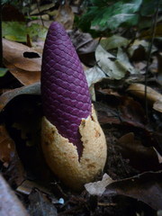 Ombrophytum violaceum