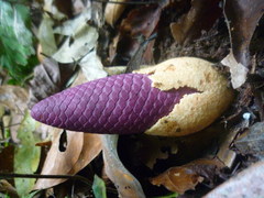 Ombrophytum violaceum