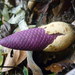 Ombrophytum violaceum - Photo (c) Romina Camus, some rights reserved (CC BY-NC), uploaded by Romina Camus