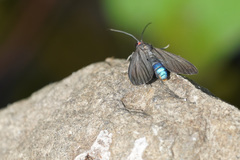 Ctenucha rubroscapus