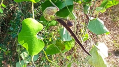 Aristolochia ringens
