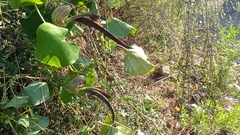 Aristolochia ringens