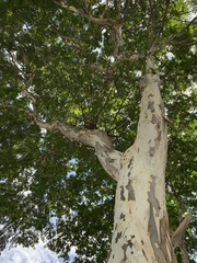 Libidibia ferrea leiostachya