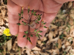 Cichorieae