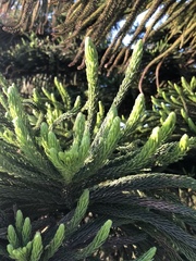 Araucariaceae