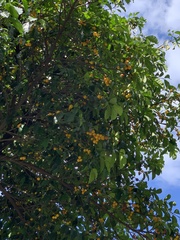 Garcinia brasiliensis