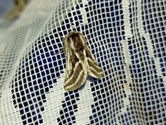 Lycia zonaria