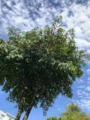 Garcinia brasiliensis