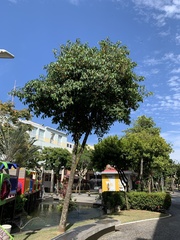 Garcinia brasiliensis