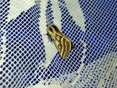 Lycia zonaria