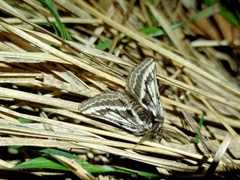 Lycia zonaria