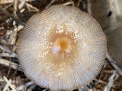 Bolbitius coprophilus