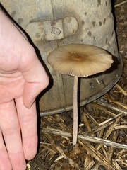 Bolbitius coprophilus