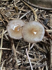 Bolbitius coprophilus