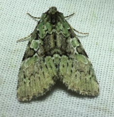 Leuconycta lepidula