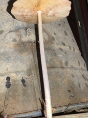 Bolbitius coprophilus