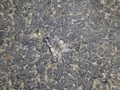 Pleromelloida conserta