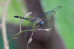 Erythrodiplax kimminsi