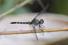 Erythrodiplax kimminsi