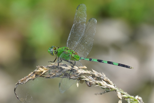 Great Pondhawk