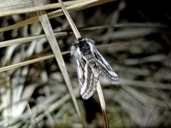 Lycia zonaria