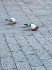Columba livia domestica