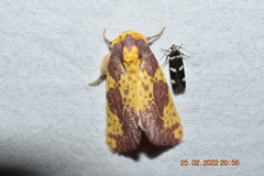 Copifrontia xantherythra