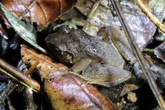 Arthroleptis affinis